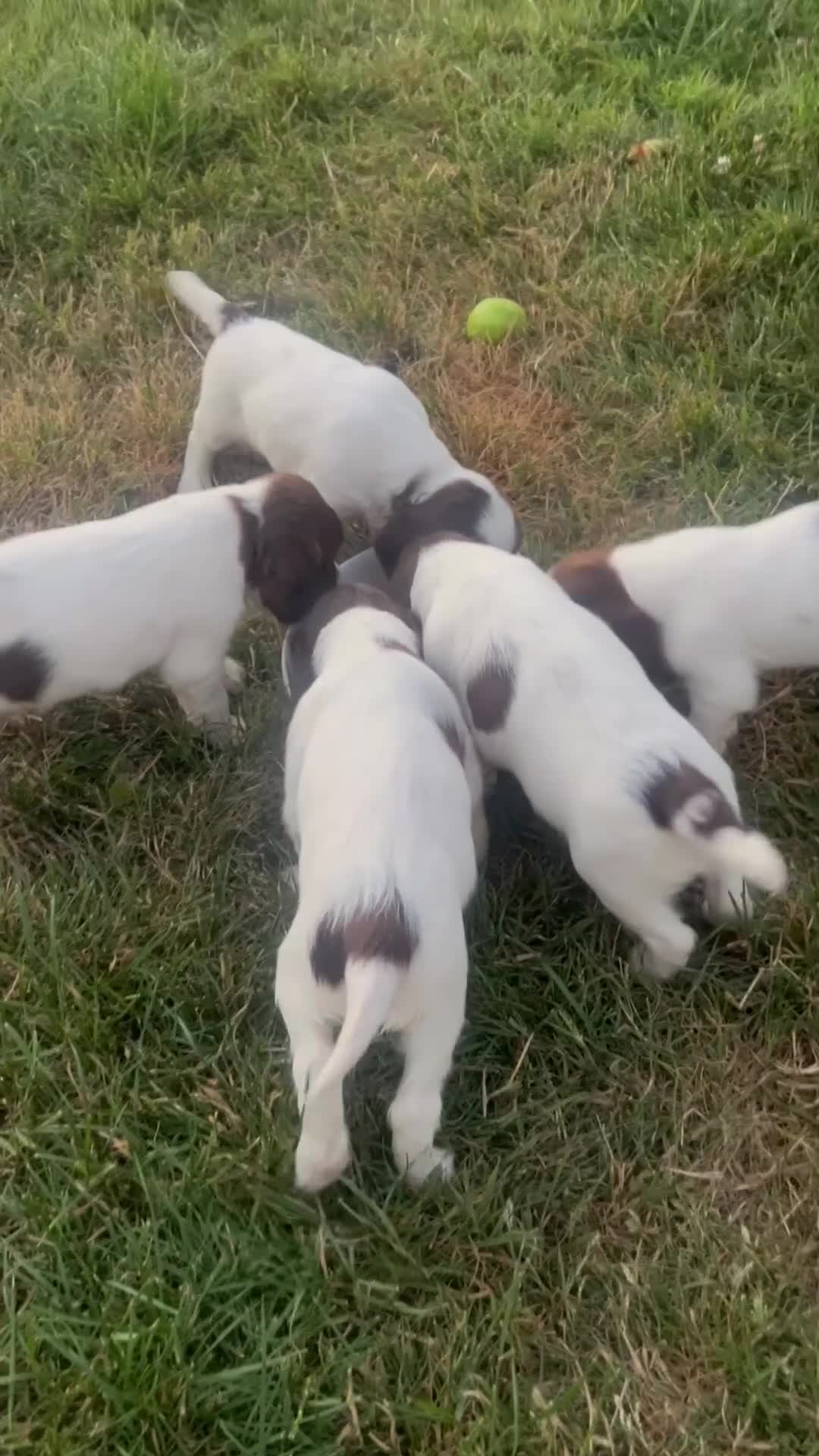 English Springer Spaniel dogs for sale: KC Springer Spaniels - Video 1