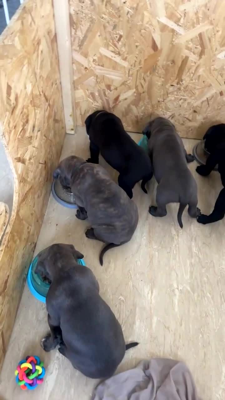 Cane Corso dogs for sale: Cane corso puppies  - Video 5