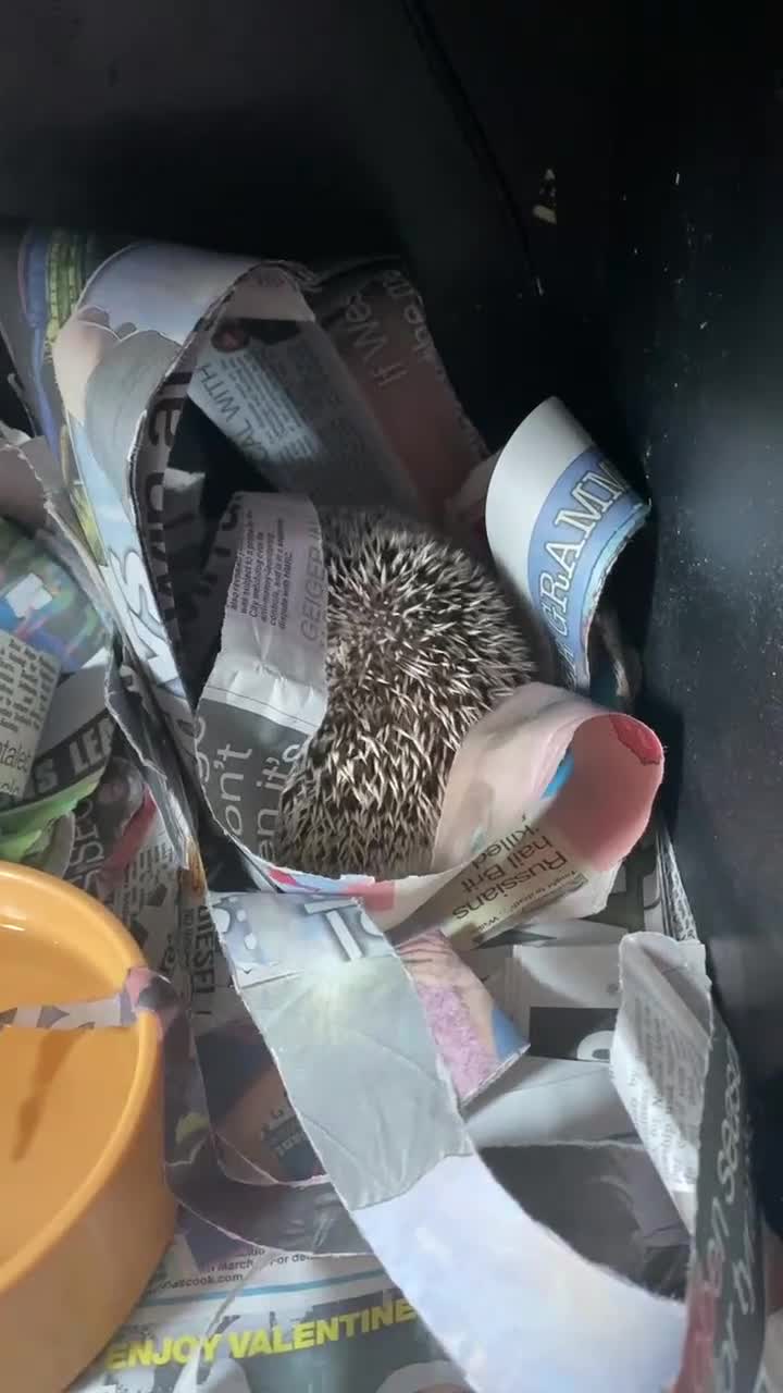 Pygmy Hedgehog rodents for sale: Russell  - Video 1