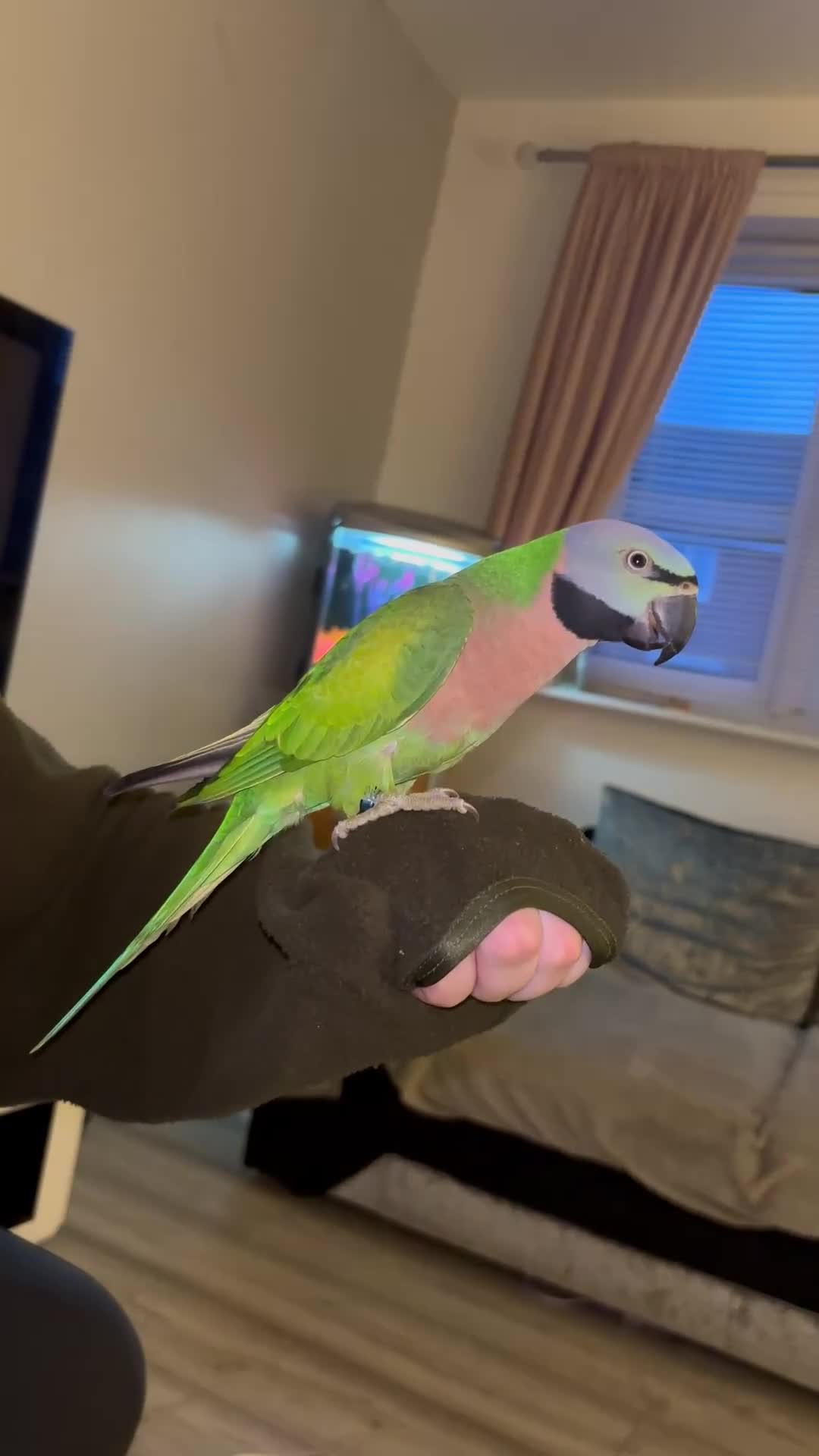 Parakeets birds for sale: Moustache parakeet  - Video 4