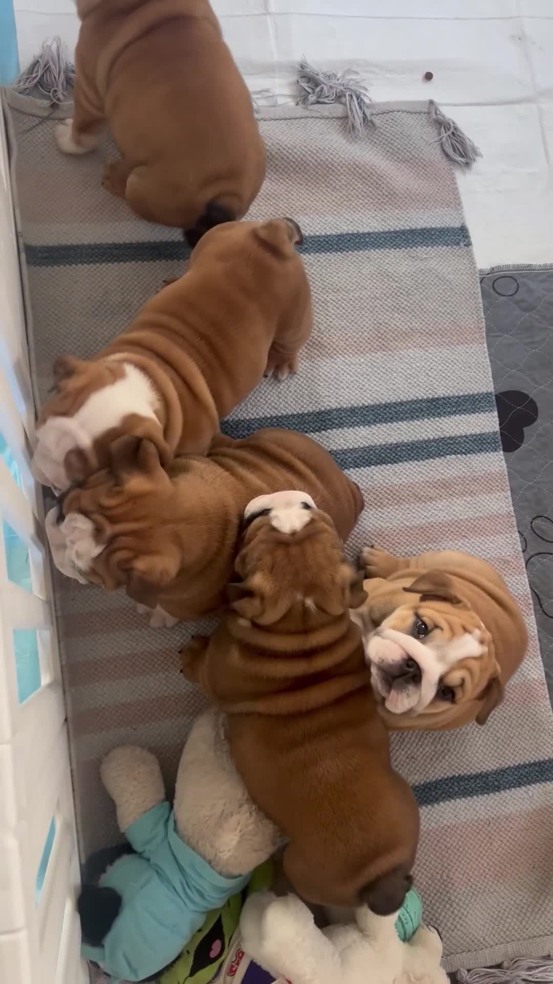 English Bulldog dogs for sale: Stunning litter of  English bulldog puppies - Video 5