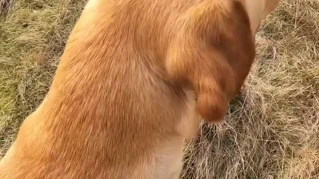 Labrador Retriever dogs for stud: FTW & OFT award winner Fyrish Monkey Nut @ Koromas in Durham - Video 2