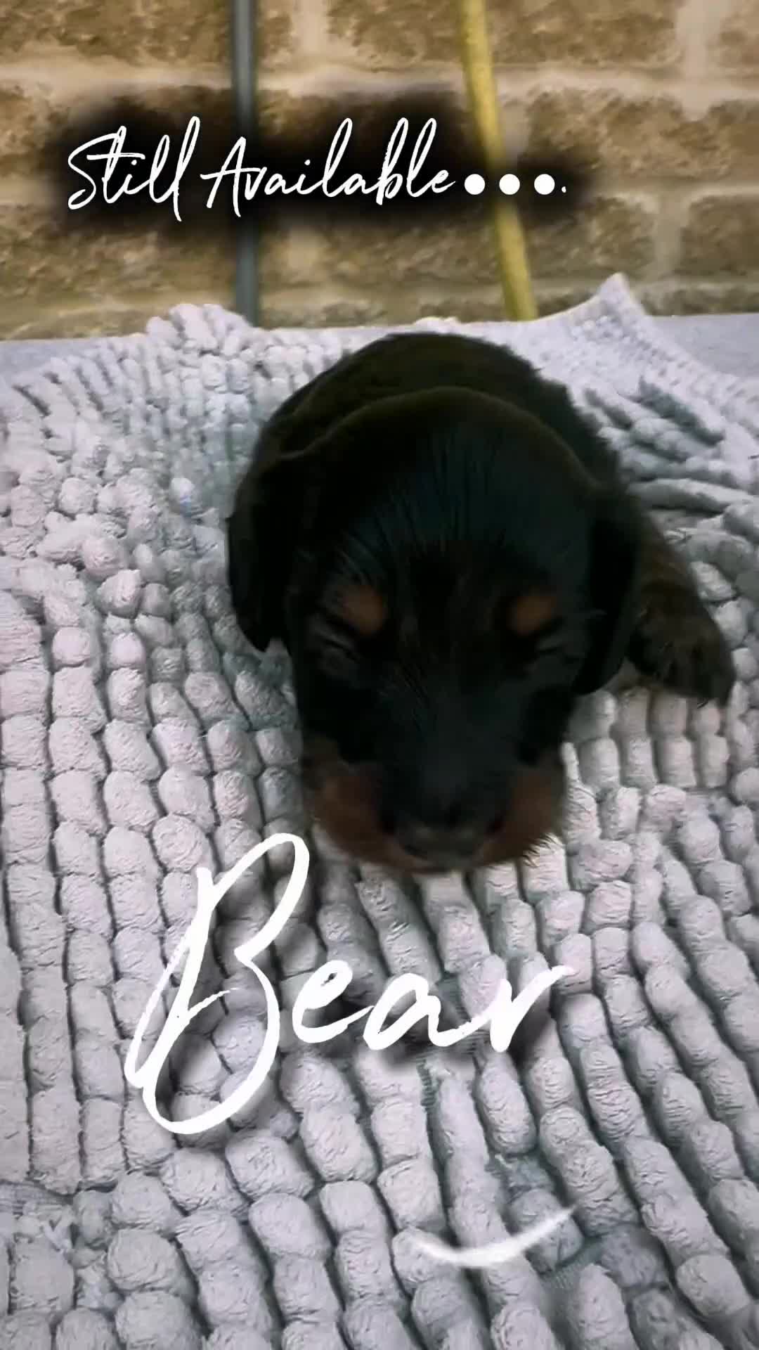 Miniature Dachshund dogs for sale: Gorgeous Long Haired Miniature Dachshund Puppies - Video 1