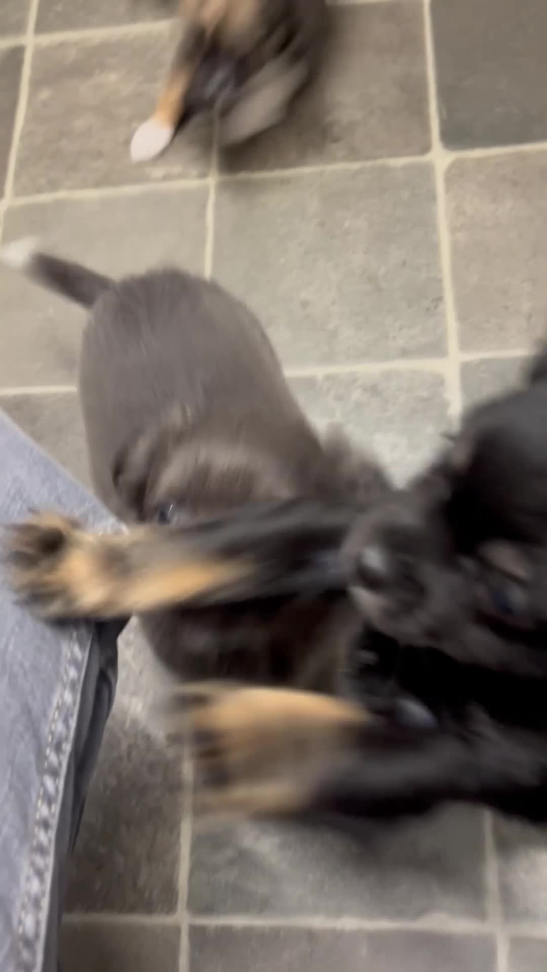 Chihuahua dogs for sale: Ready to leave now 3 beautiful chihuahua puppies - Video 1