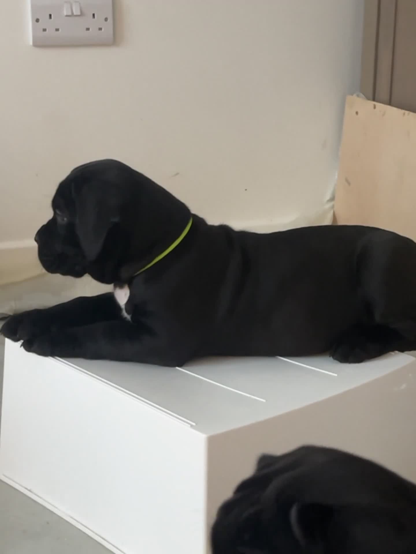 Cane Corso dogs for sale: Yuki X Aries Russian Champ Bloodline Puppies - Video 1