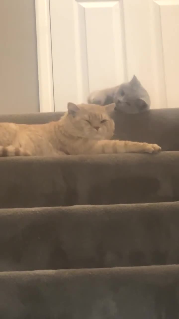 British Shorthair cats for sale: Beautiful Ginger British Short Hair - Video 3