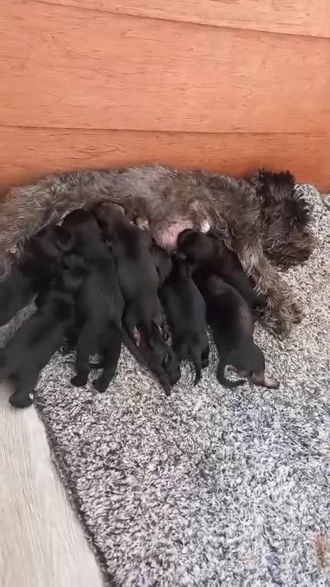 Mixed Breed dogs for sale: Schnauzer mixed breed  - Video 1