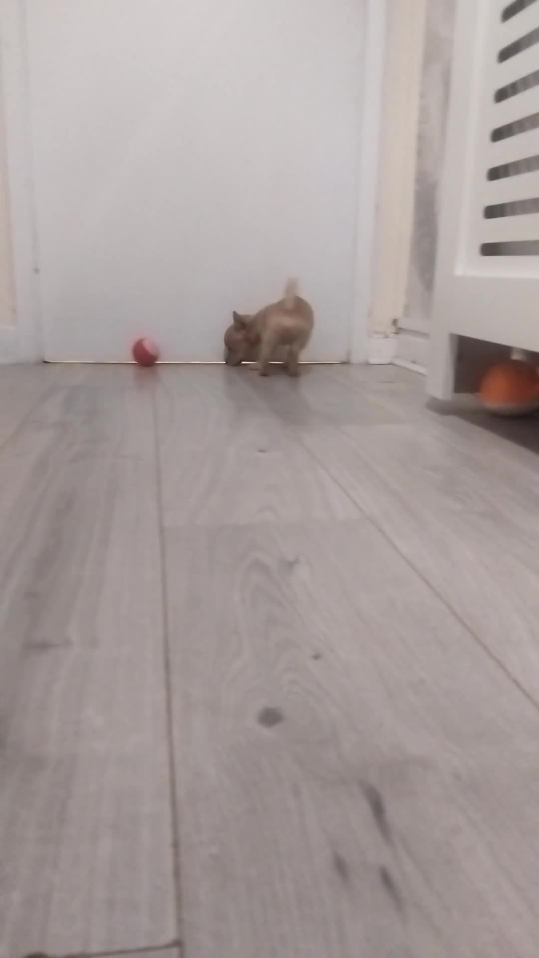 Chiweenie dogs for sale: Ready now chi x Dachshund boy - Video 1
