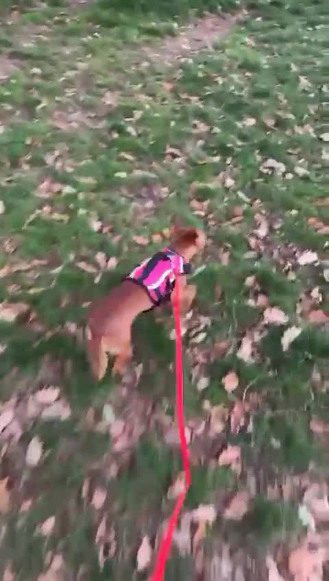 Mixed Breed dogs for adoption: Little Lady Josie is ready for her forever home! - Video 2