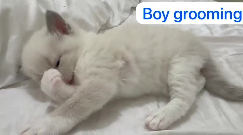 Ragdoll cats for sale: STUNNING FLUFFY LITTER OF 3 RAGDOLL KITTENS in Birmingham - Video 1