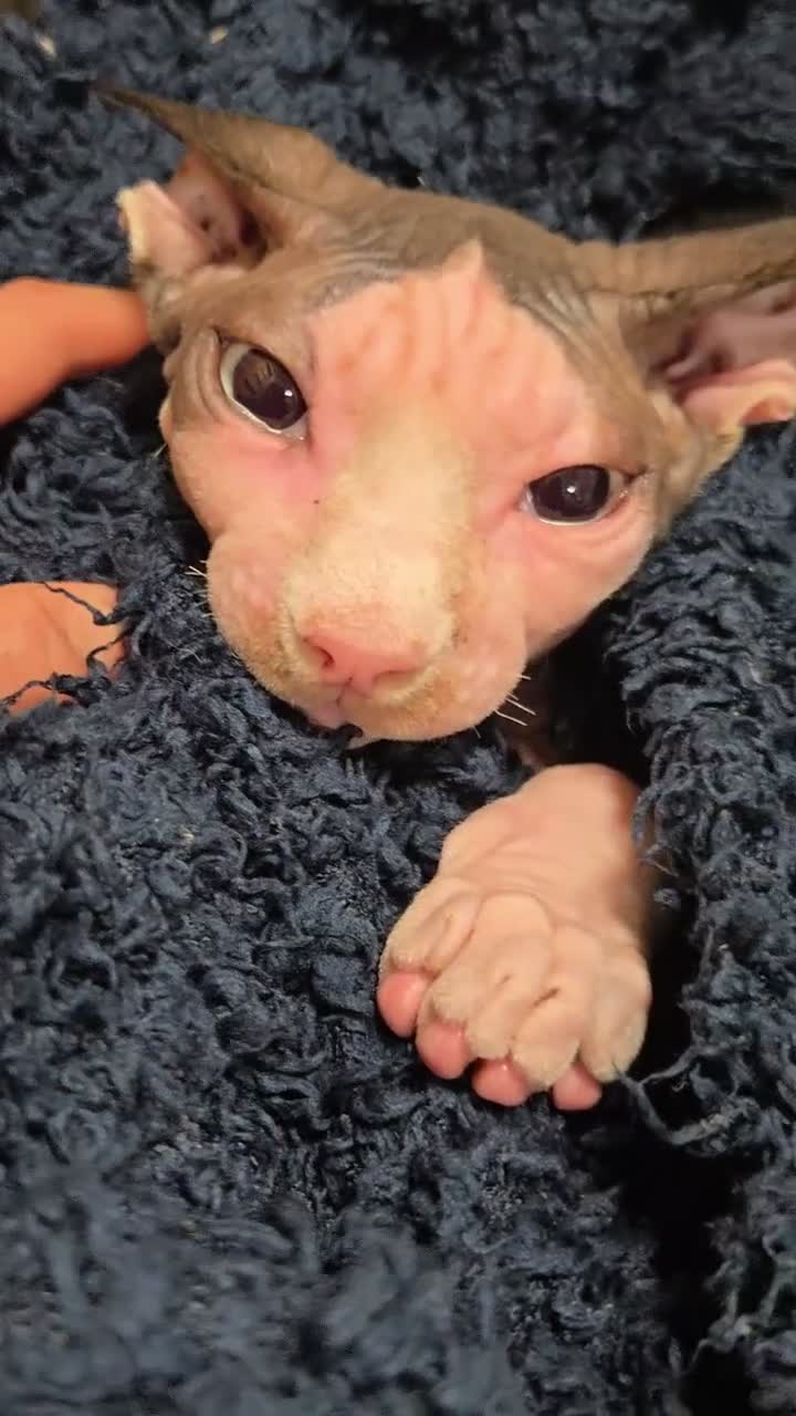 Sphynx cats for sale: Amaizing blue eye TICA & GCCF Sphynx Boy  🩷 - Video 1