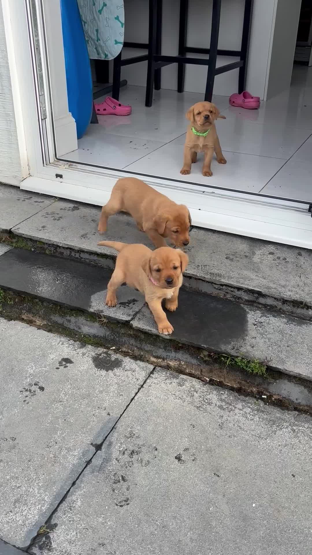 Labrador Retriever dogs for sale: Red Fox Labrador Retriever Puppies  - Video 1