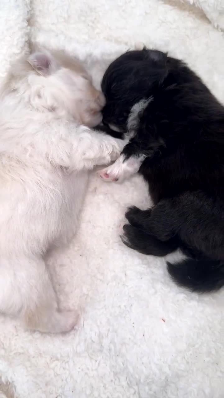 Pomeranian dogs for sale: Pomeranian pups🩵🩷 - Video 4