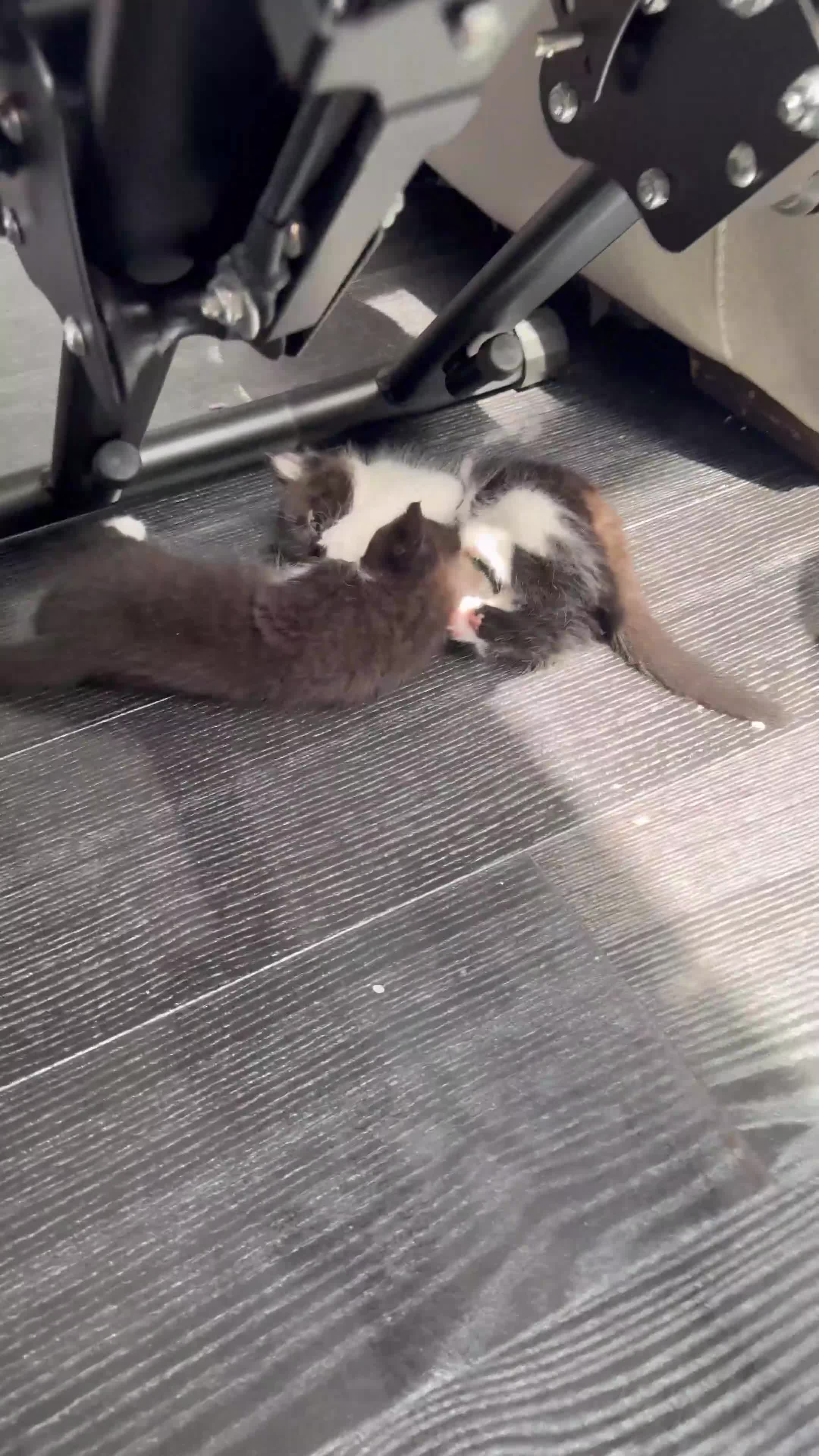 Mixed Breed cats for sale: Beautiful Mixed Breed Blue-Eyed Kittens - Video 1