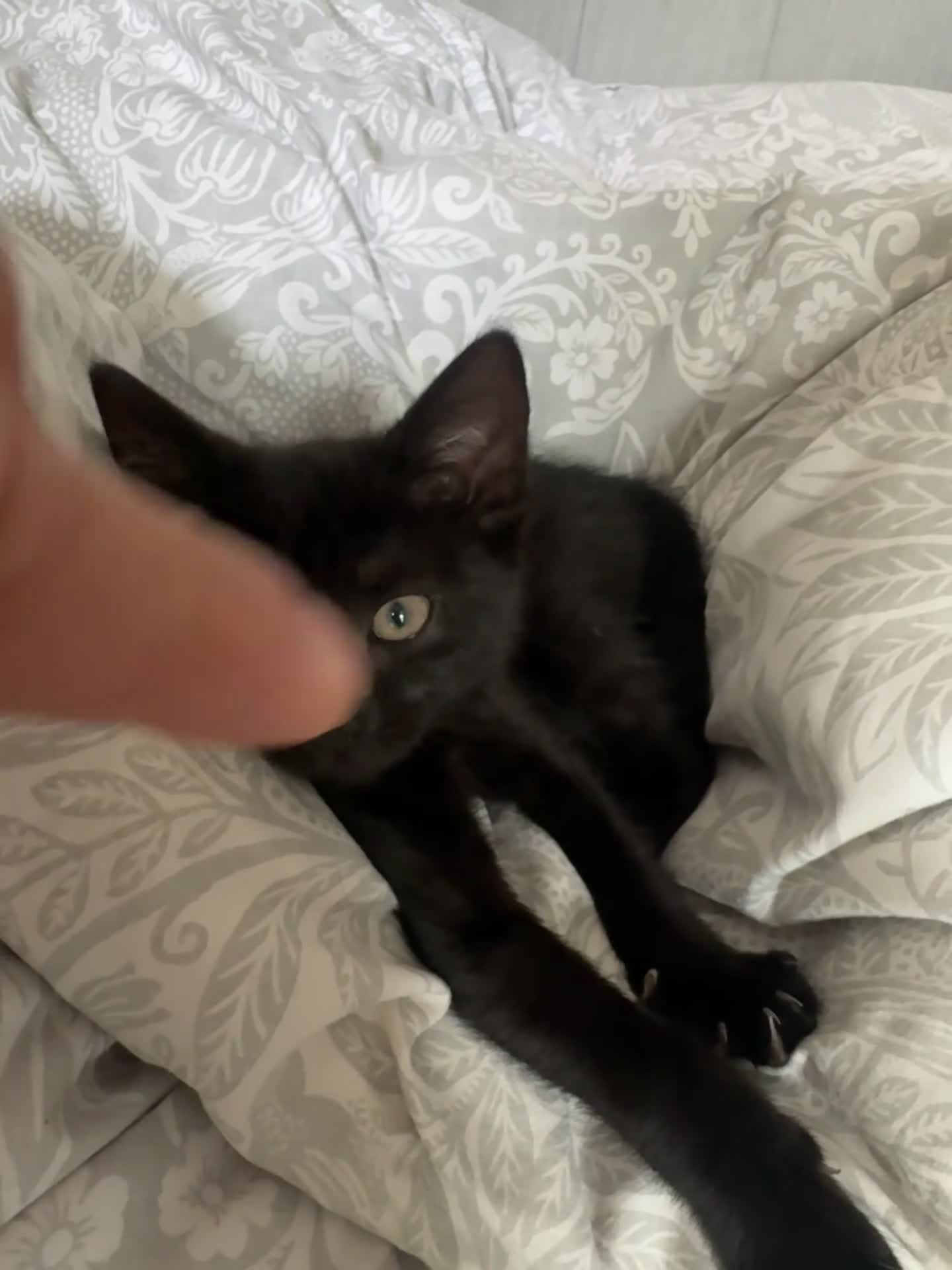 Mixed Breed cats for sale: BSH X Tabby adorable kittens - Video 1