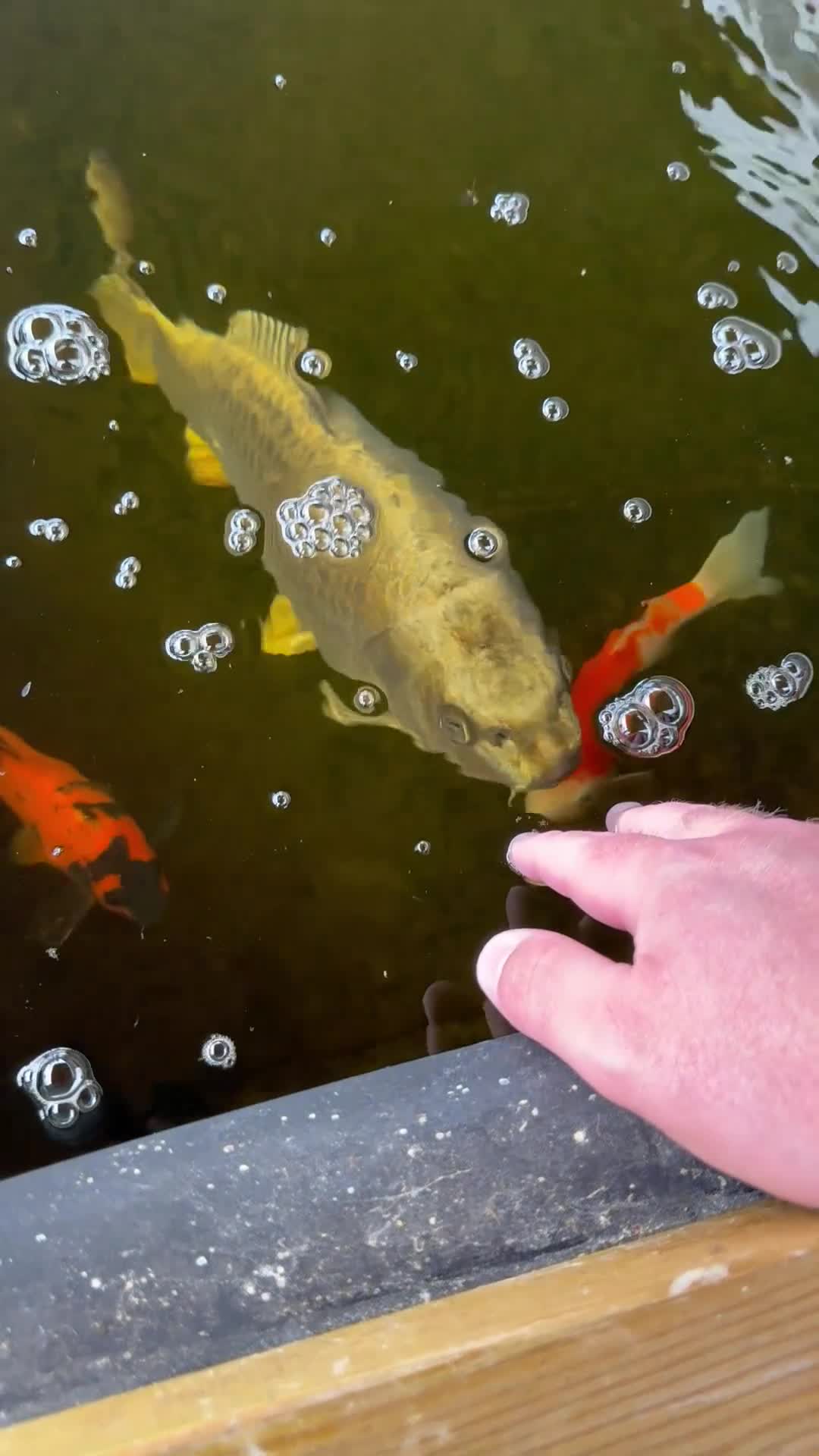 Koi Carp fish for sale: Koi carp for sale  in Stroud - Video 1