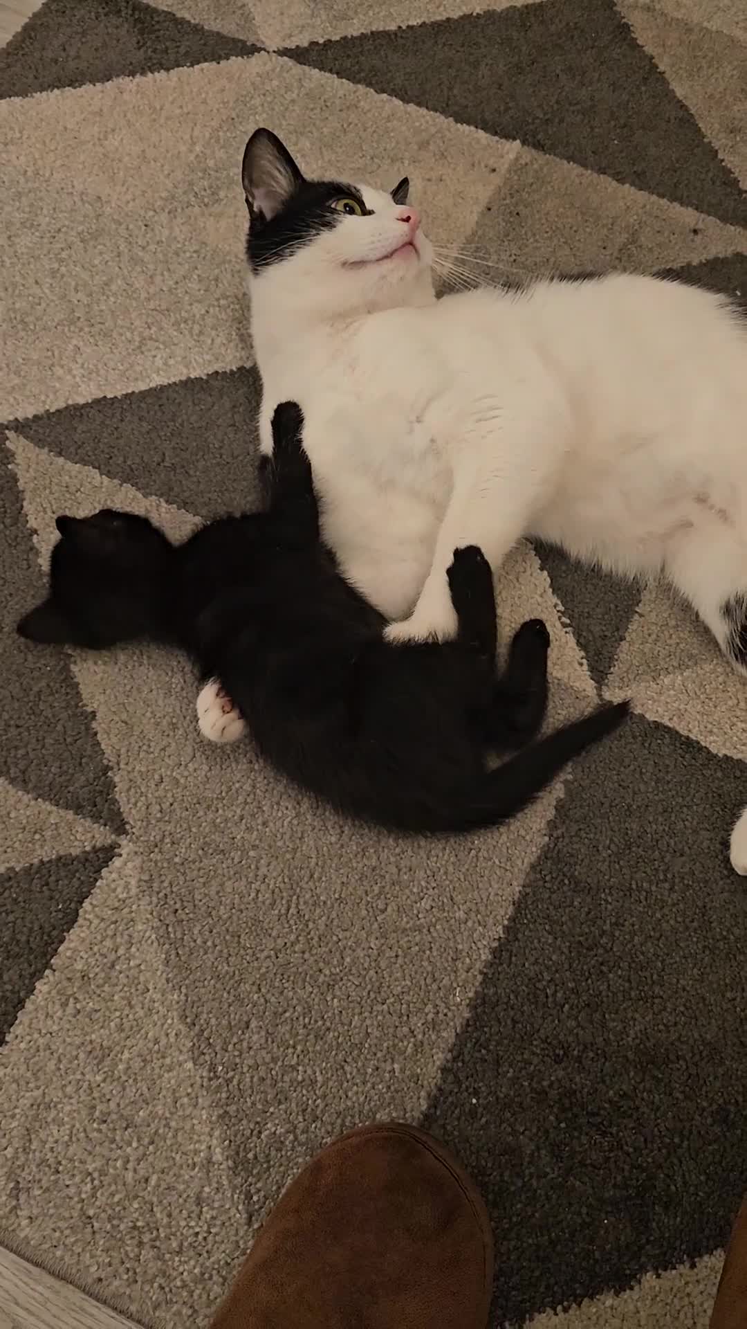 Mixed Breed cats for sale: Kitty - Video 1