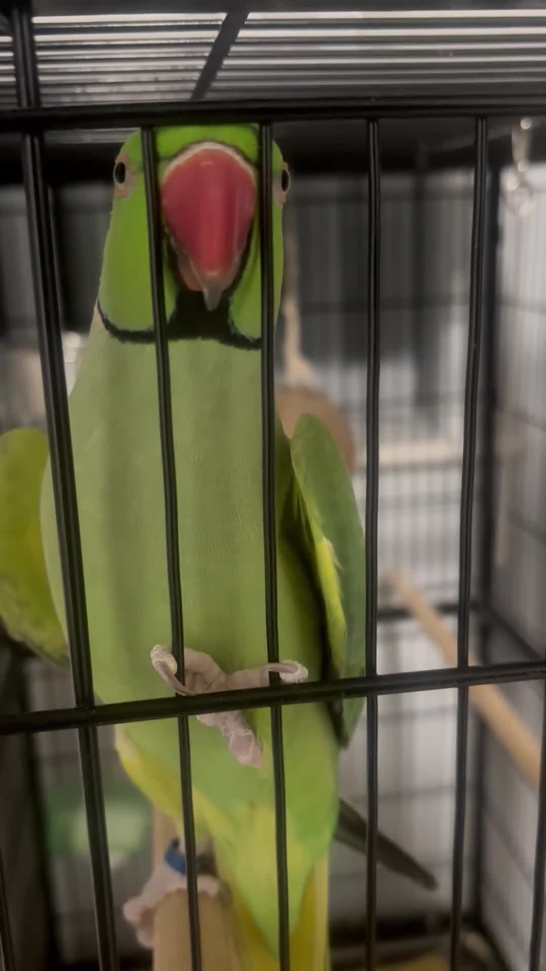 Ringnecks birds for sale: George - Video 1