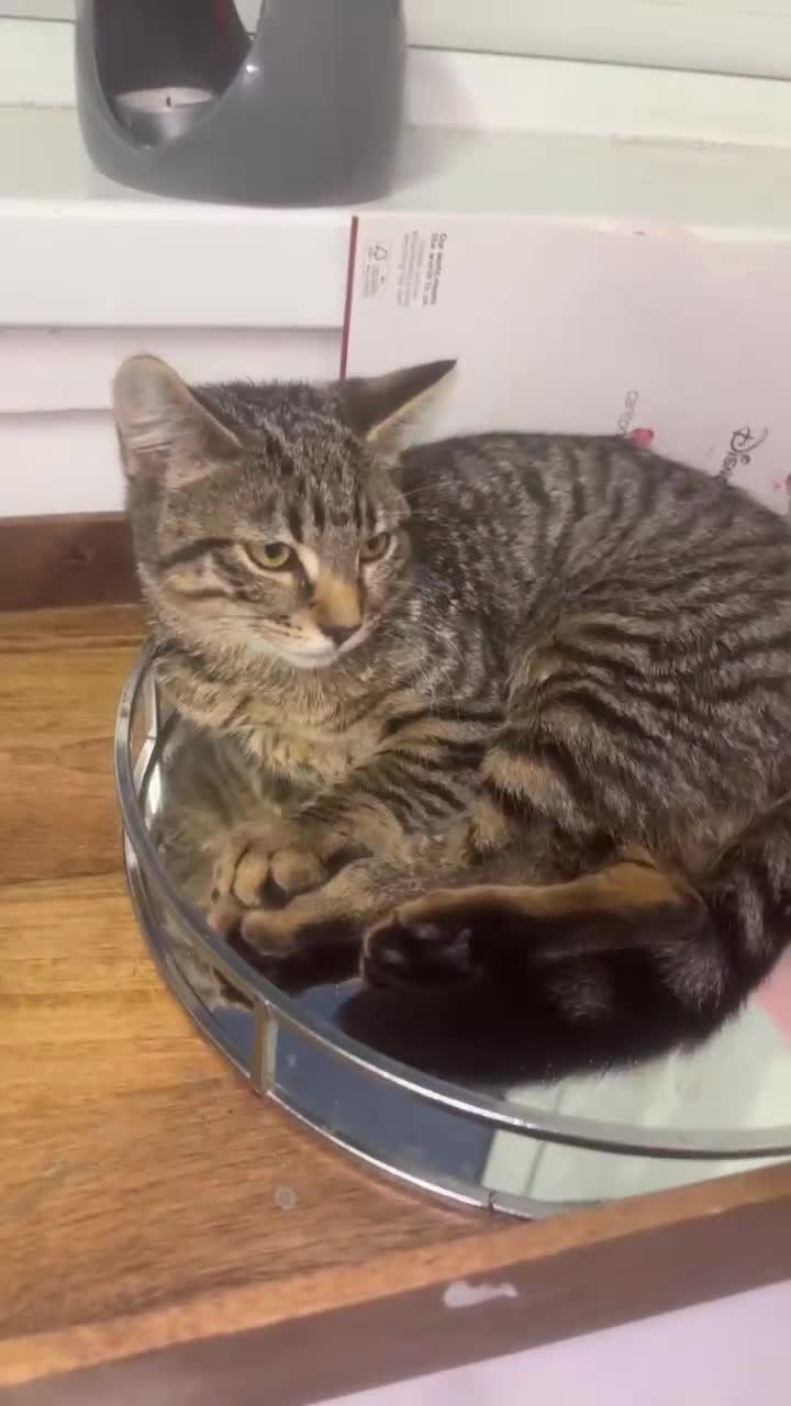 Mixed Breed cats for sale: Kittens in need of a new home - Video 2