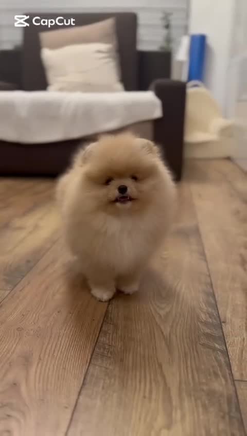 Pomeranian dogs for sale: 🌟 Your new best friend is waiting for you! 🌟 - Video 3
