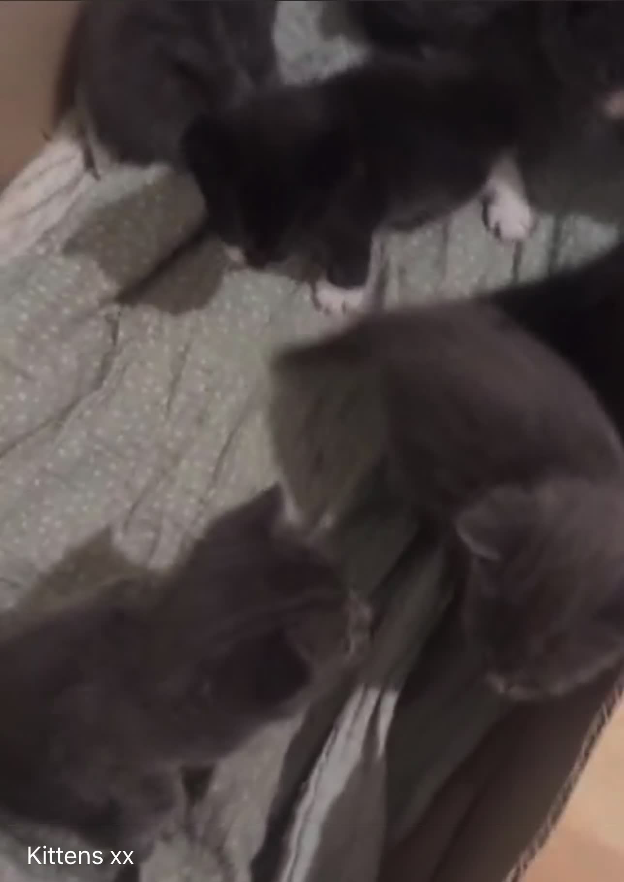 Mixed Breed cats for sale: 💕🐾Beautiful Kittens – Loving Family Home🐾💕 in Gillingham - Video 1
