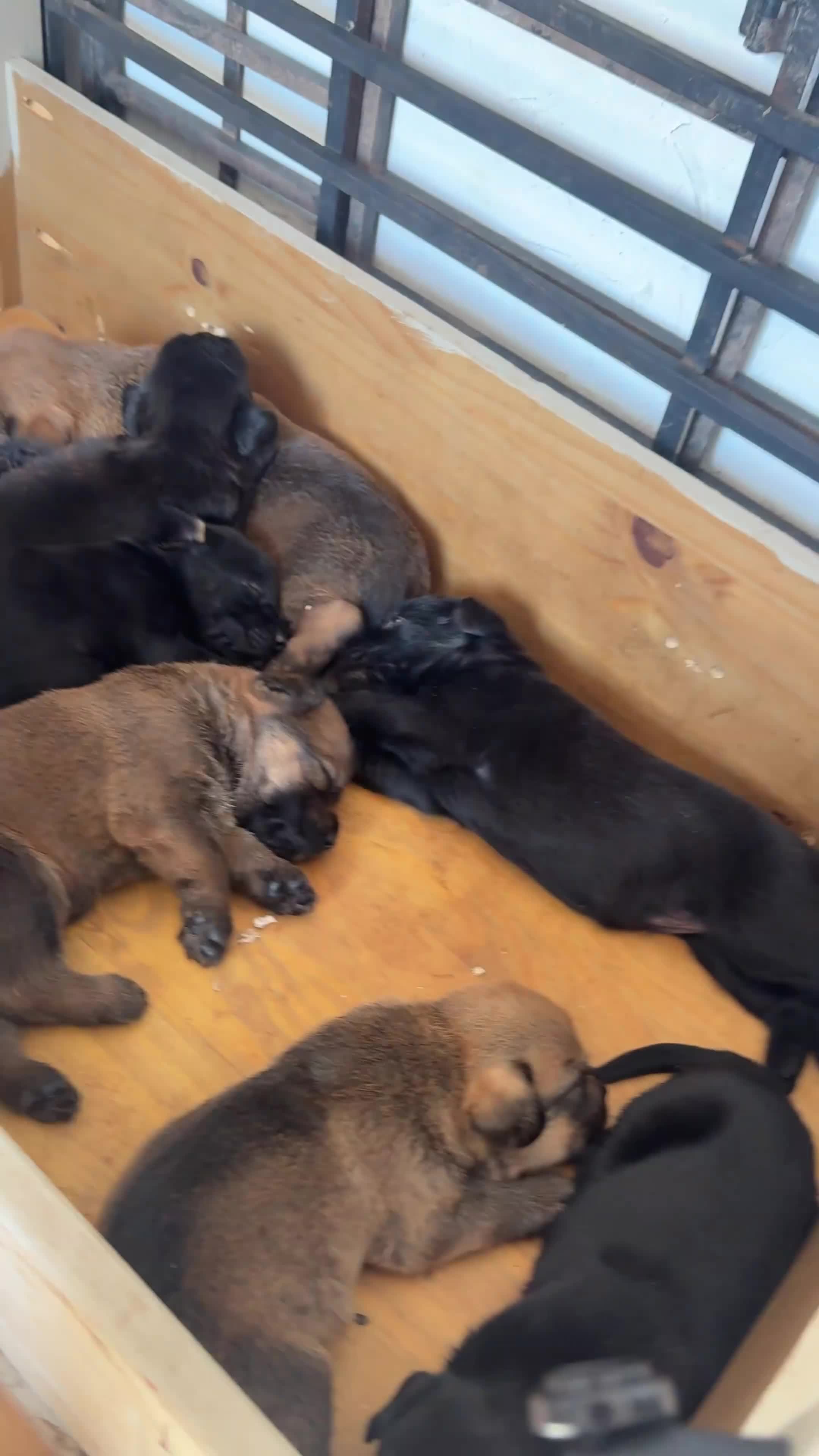 Mixed Breed dogs for sale: 8 Disciples - Video 1
