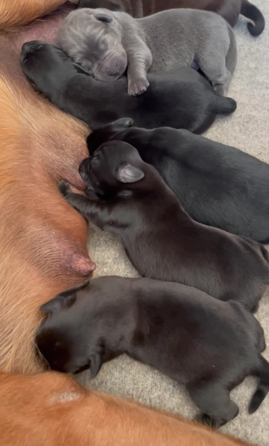Labrador Retriever dogs for sale: 🐾 Beautiful Labrador Puppy Litter 🐾 - Video 1