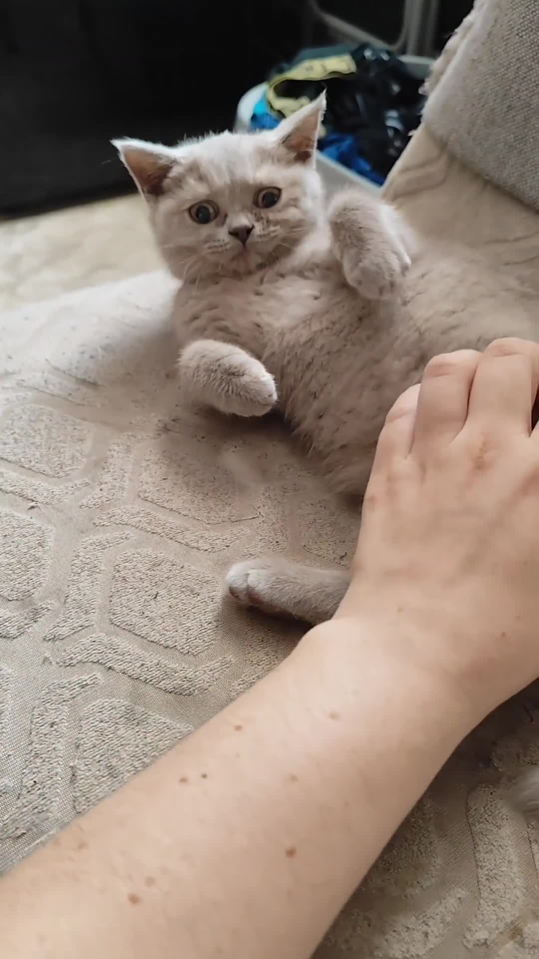 British Shorthair cats for sale: READY NOW Beautiful British Shorthair Kittens - Video 3