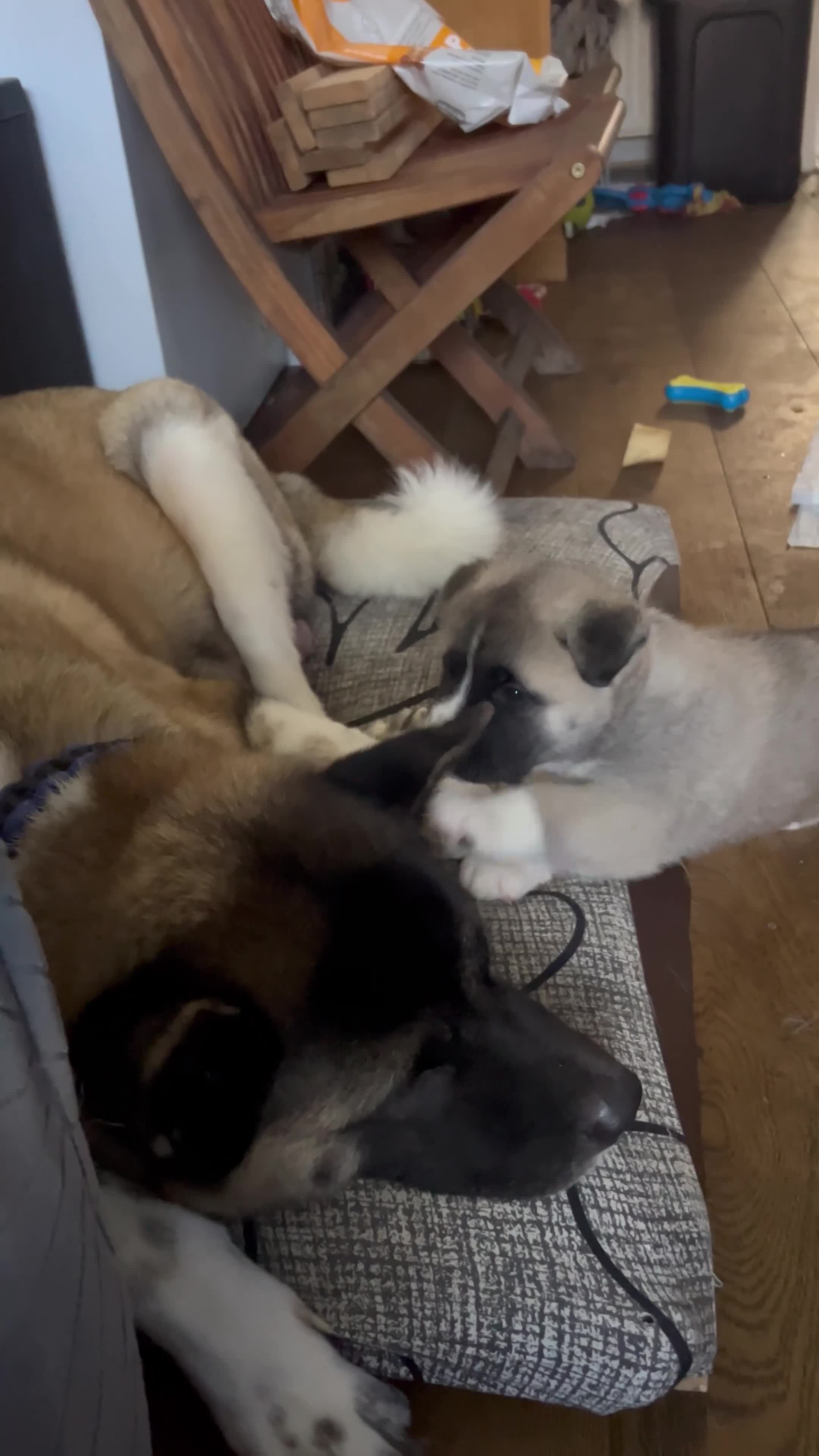 Akita dogs for sale: Akita Puppies for Sale - Video 1