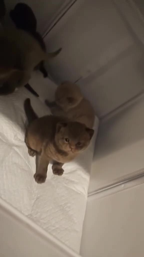 British Shorthair cats for sale: ✨ Stunning British Shorthair Kittens Available ✨ - Video 3