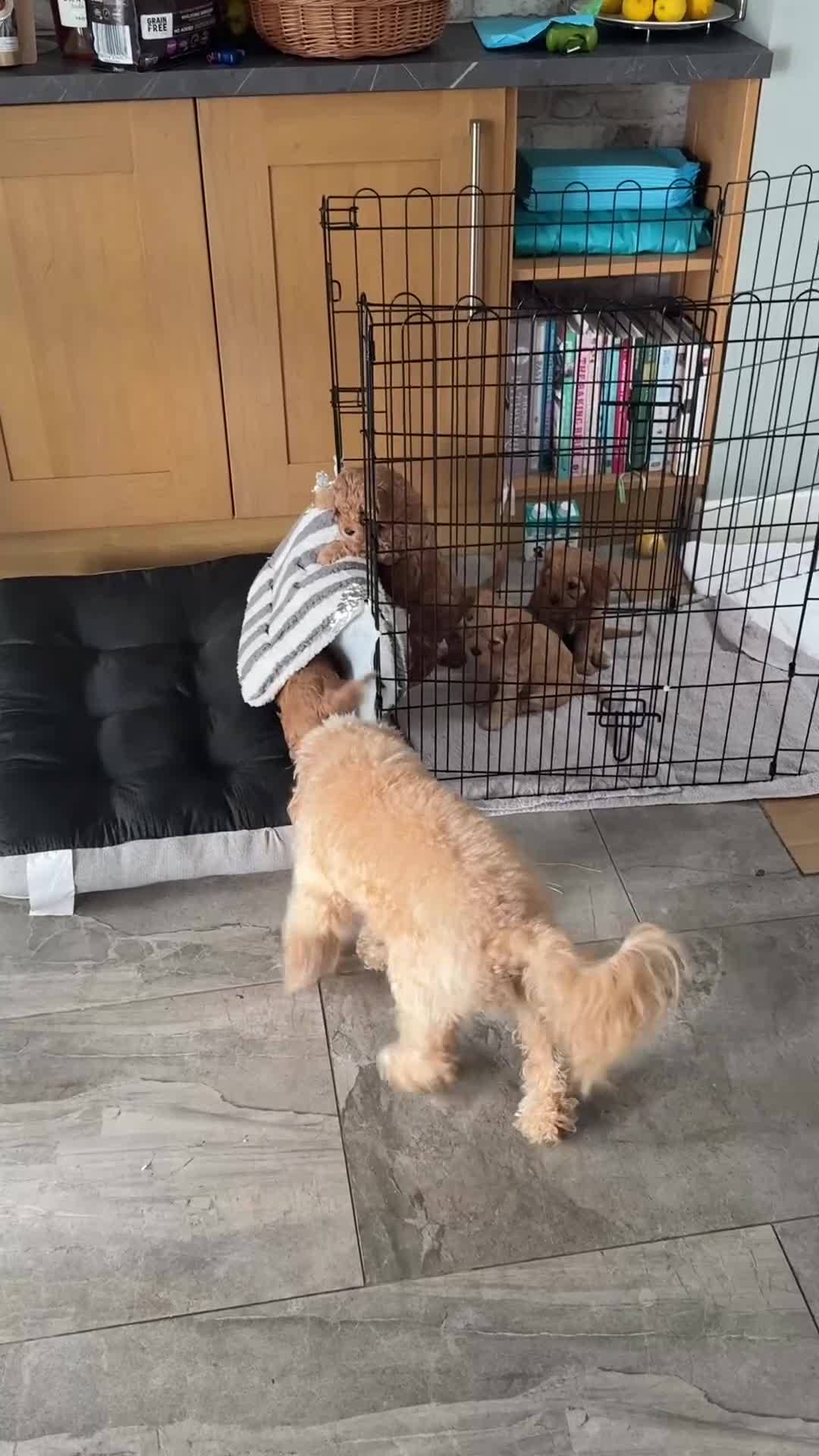 Cavapoo dogs for sale: 6 Beautiful Toy Cavapoo Girls  - Video 4