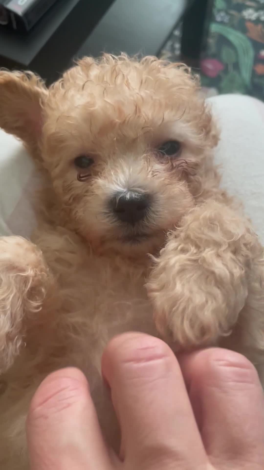Maltipoo dogs for sale: We have 5 stunning Maltipoos 4 boys and one girl  - Video 1