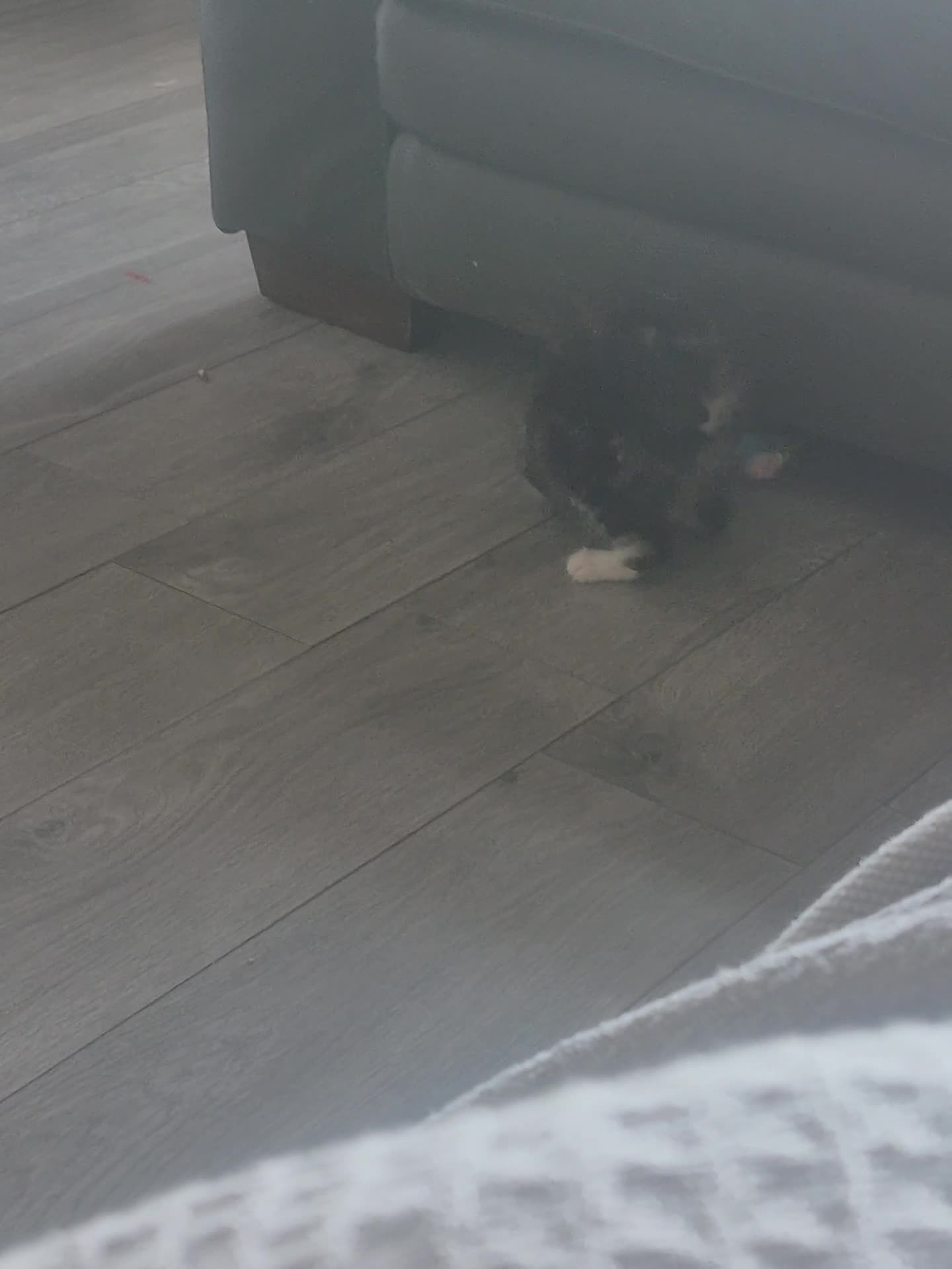 Persian cats for sale: Fluffy adorable tabby crossed persian - Video 1