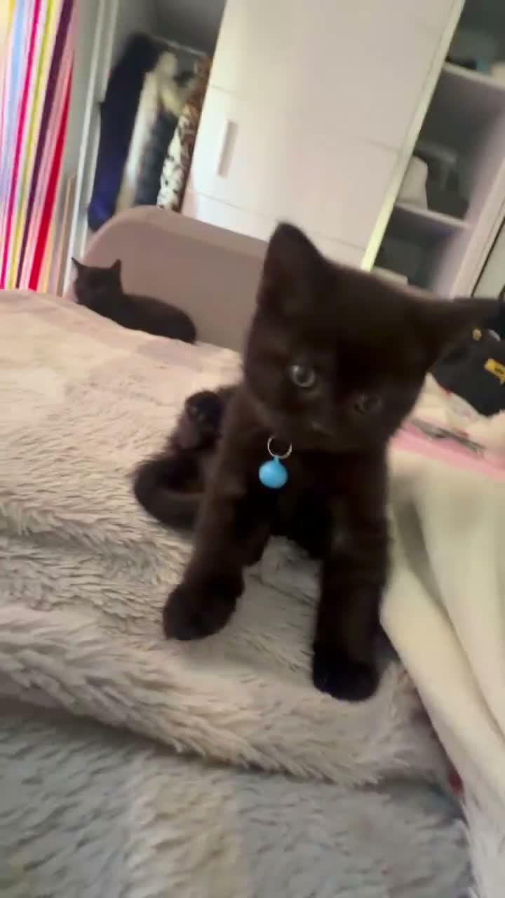 Mixed Breed cats for sale: Beautiful mixed British shorthair kittens - Video 3