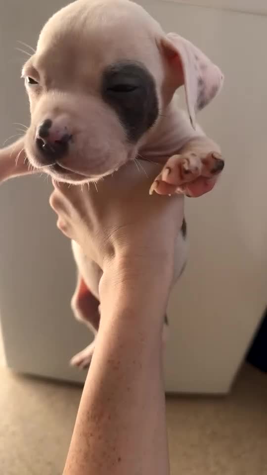 Mixed Breed dogs for sale: American bully x American bull staff 💙💕 - Video 5