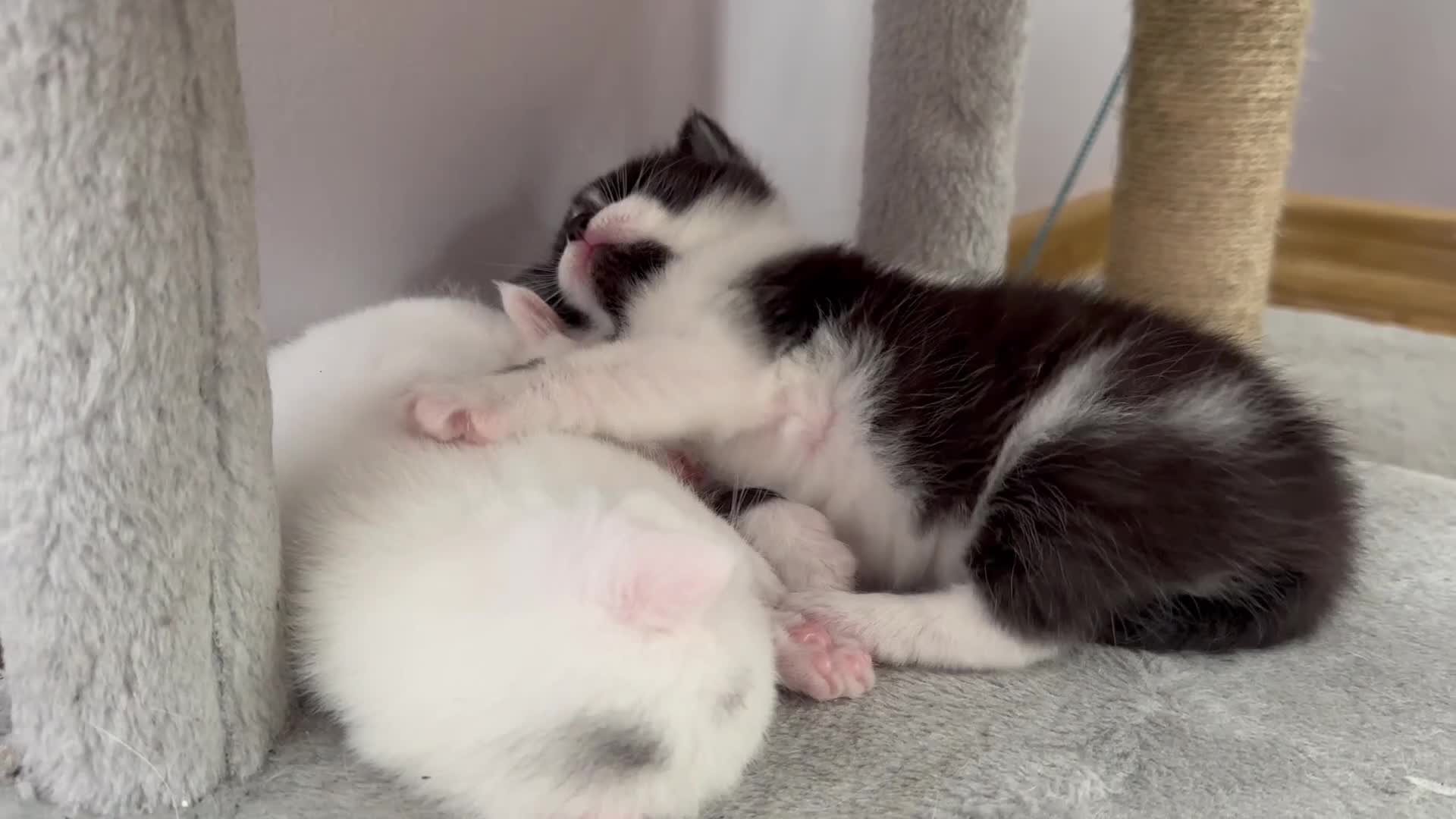 Turkish Angora cats for sale: 3 Stunning Turkish Angora Kittens - Video 2