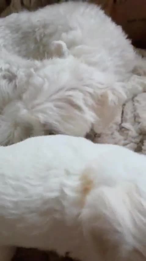 Maltipoo dogs for sale: Maltipoo F2 puppies for sale.  - Video 2