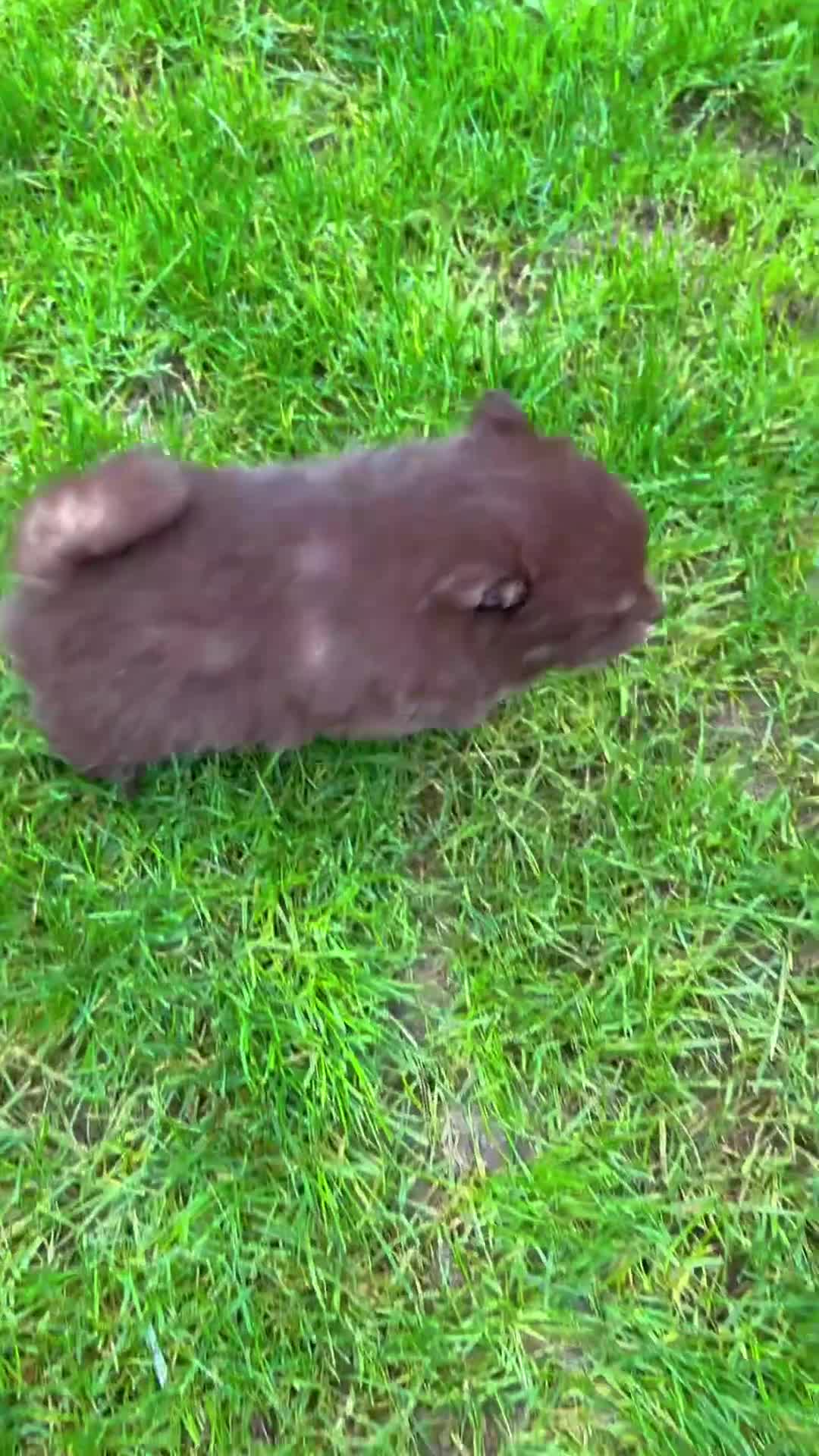 Pomchi dogs for sale: Stunning bear like miniature girl - Video 2