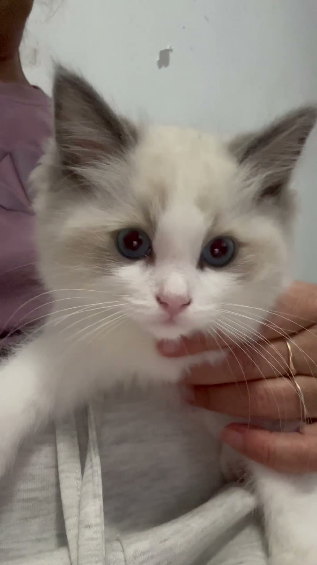 Ragdoll cats for sale: Pure breed GCCF Reg kittens - Video 1