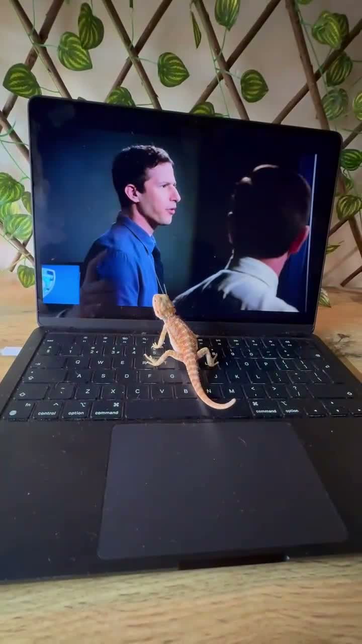 Bearded Dragon reptiles for sale: Bearded dragon + set up included - Video 1