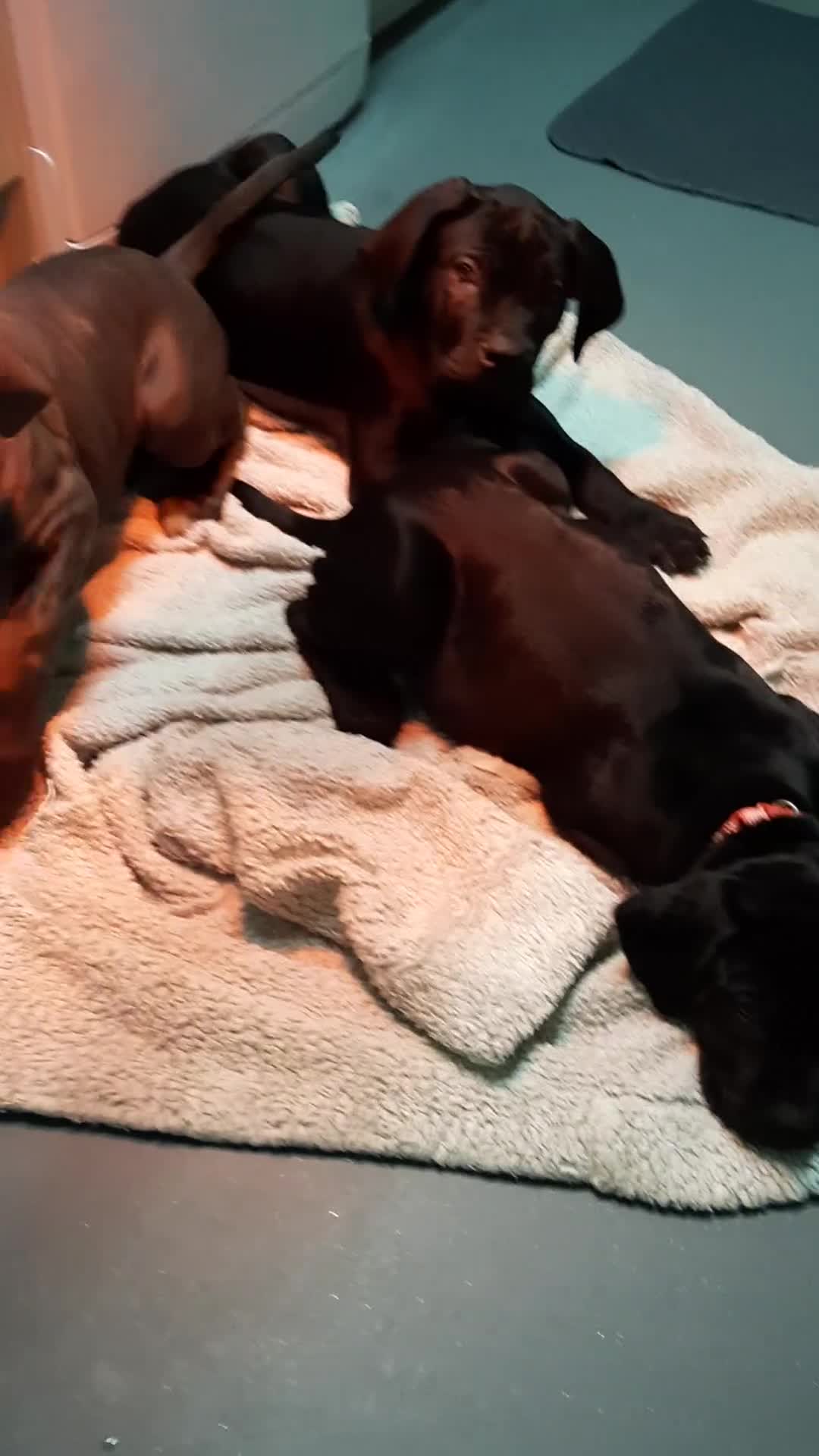 Cane Corso dogs for sale: CANE CORSO PUPPIES READY TO LEAVE! - Video 1