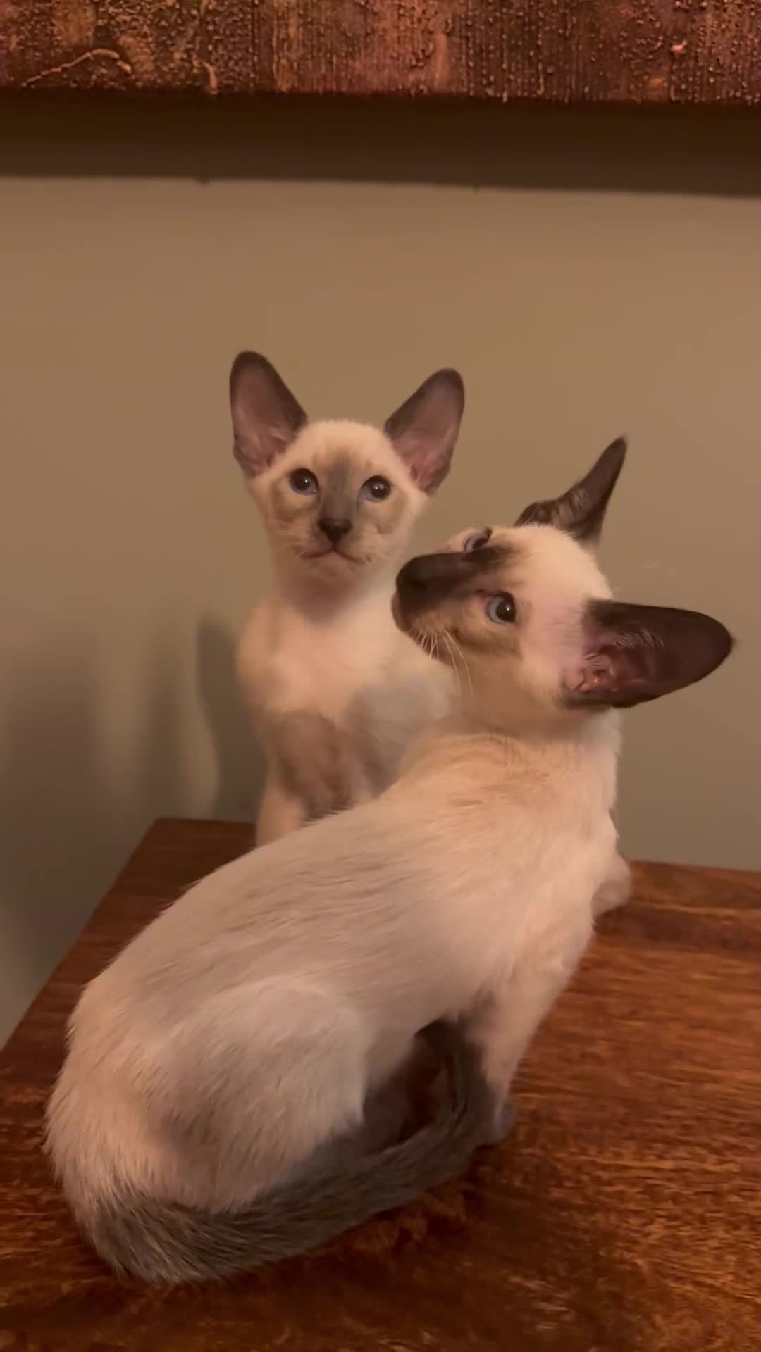 Siamese cats for sale: Siamese kittens - girls  - Video 1