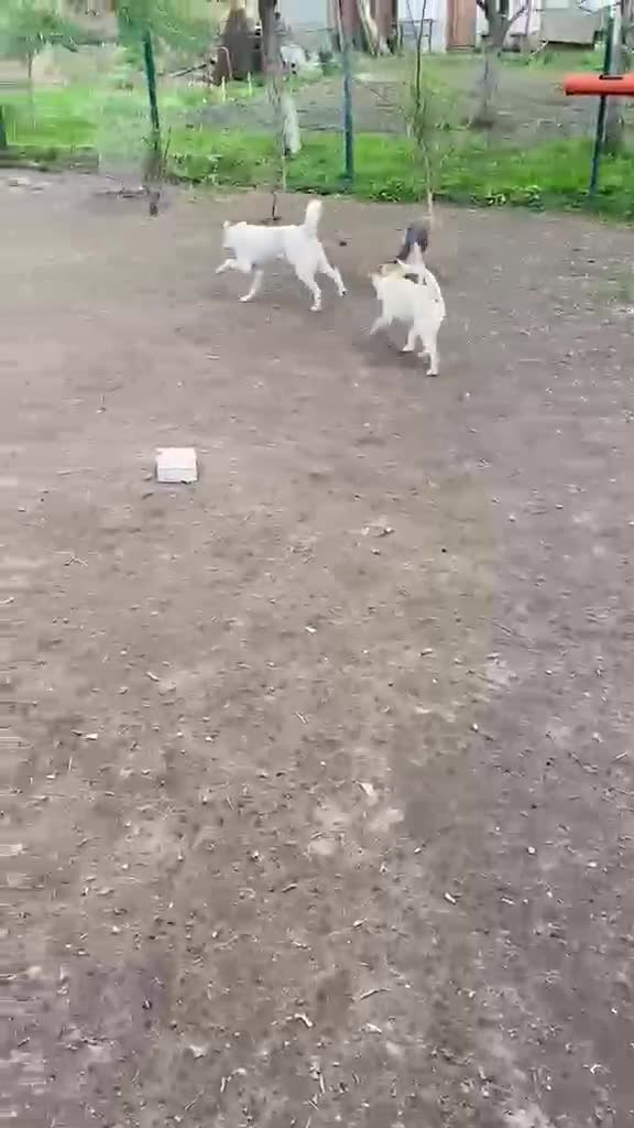 Mixed Breed dogs for adoption: ❤️BELLA 14 month, Full of Love, Joy and Life 🐶❤️ in Burton-on-Trent - Video 1