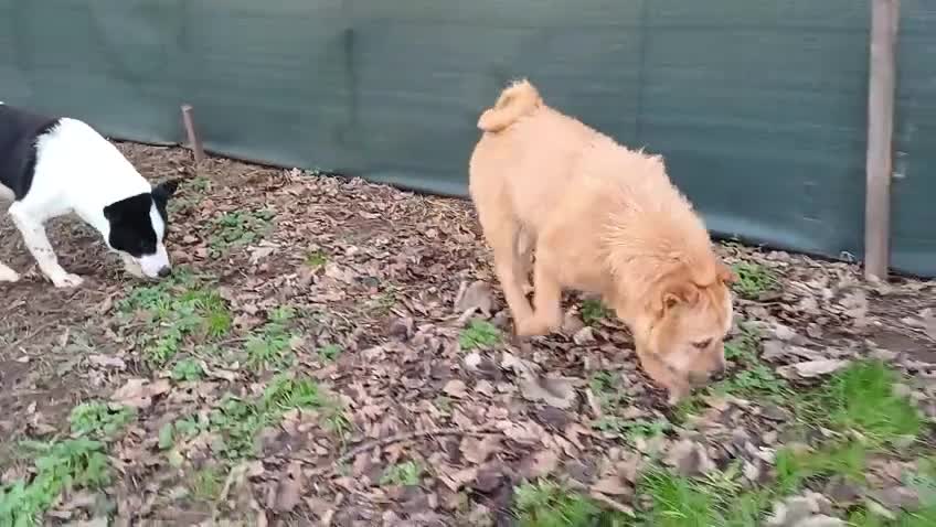 Mixed Breed dogs for adoption: 🐾 Meet MARLEY 🐾 - a Lovely Boy for a Loving Home - Video 2