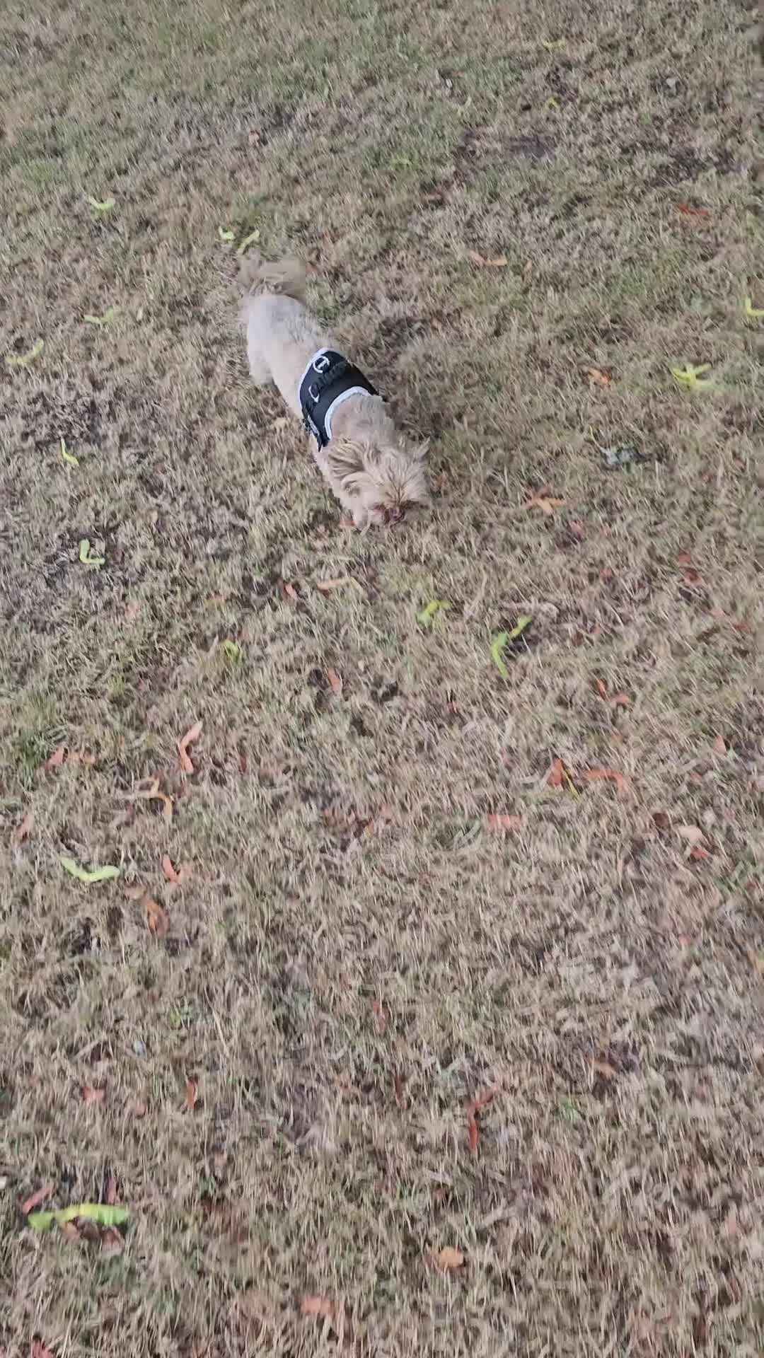 Shih Tzu dogs for sale: Male shih Tzu  - Video 1