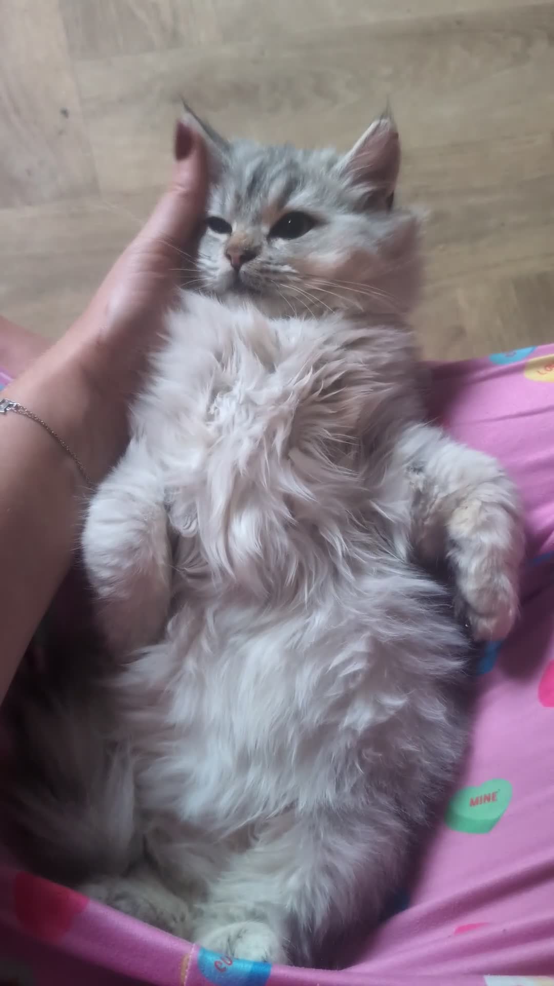 Perdoll cats for sale: Gorgeous Rare Perdoll Boy❤️ - Video 1