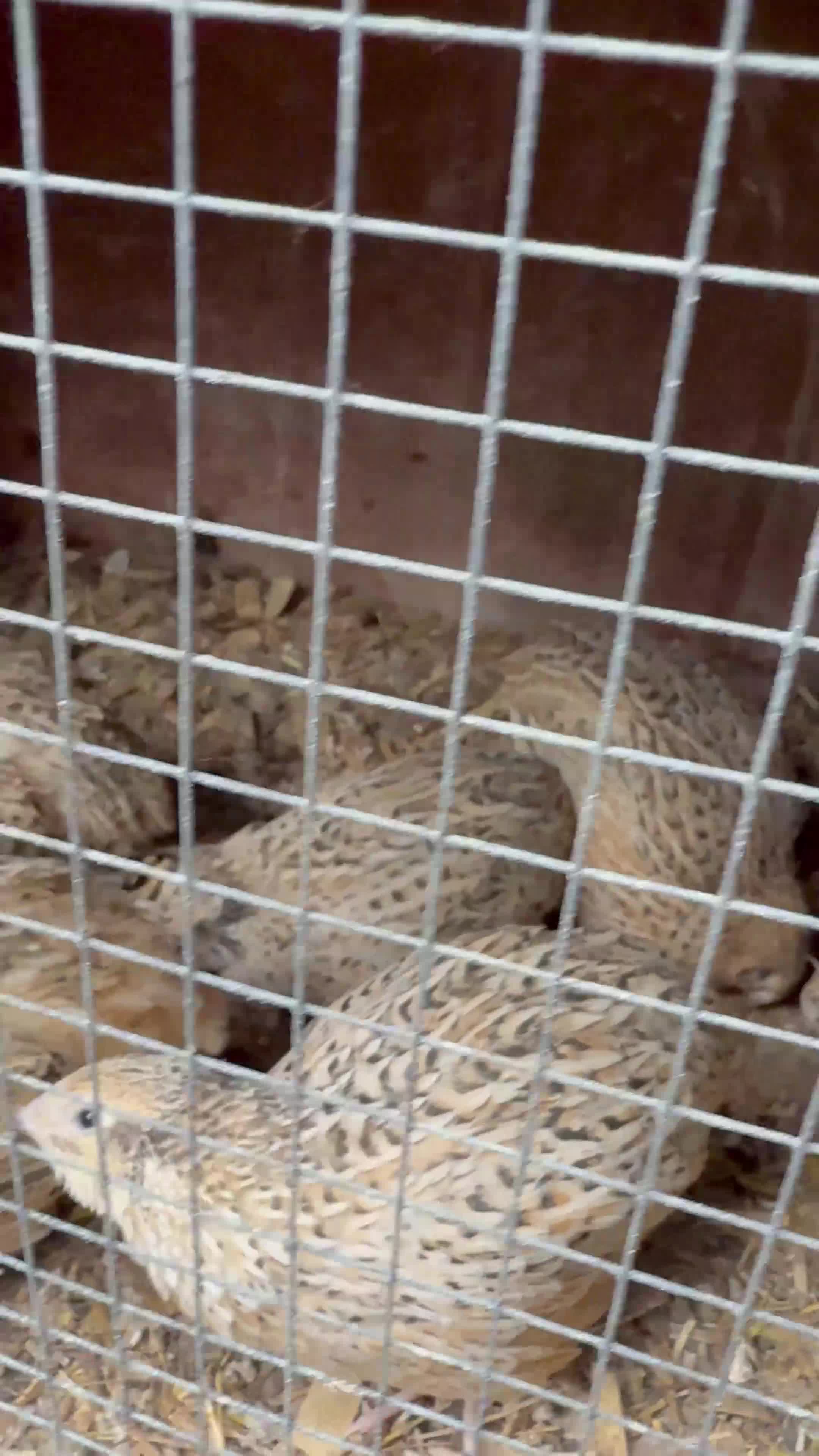Quail poultry for sale: Japanese jumbo coturnix quails  in Luton - Video 2