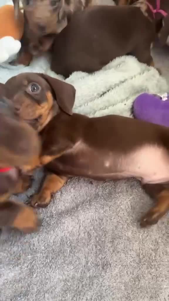 Miniature Dachshund dogs for sale: Last 2 chocolate / tan left 🩷💙 - Video 2