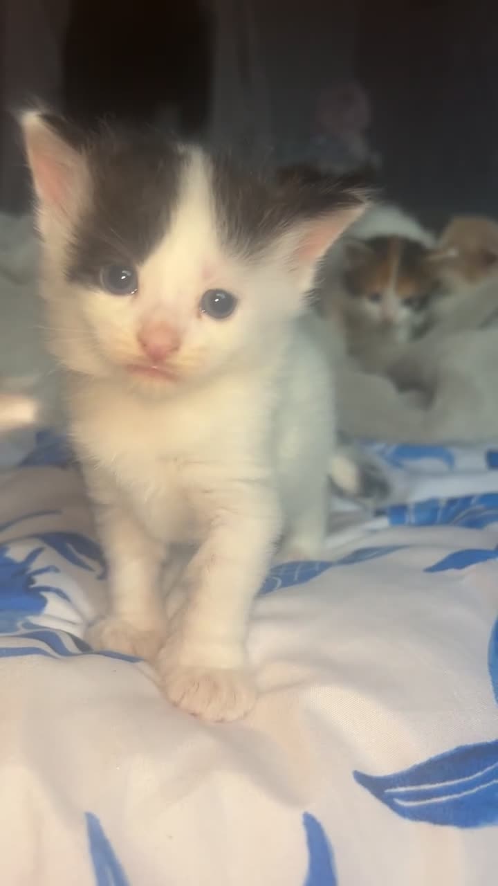 Mixed Breed cats for sale: Kittens  - Video 2