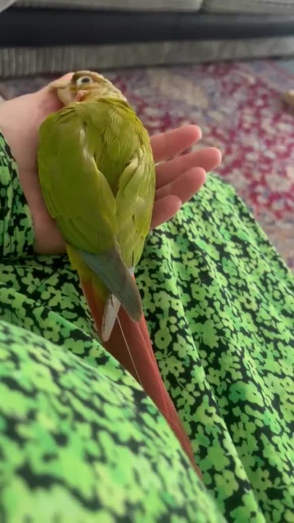 Conures birds for sale: Talking Parrot  in Barking - Video 1